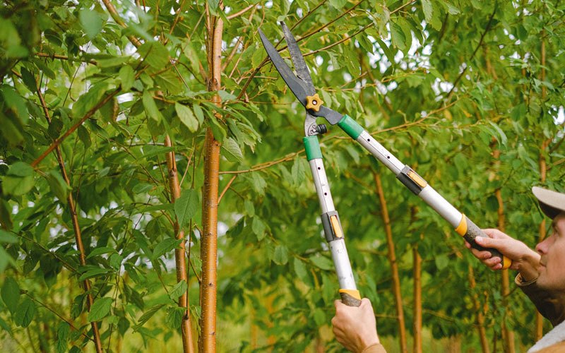 Tree trimming in Macfarlan, WV